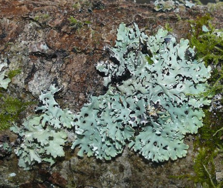 Zoologie - Fotoalbum - Lišejníky - Terčovka bublinatá
